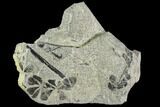 Two Pennsylvanian Fossil Horsetail (Sphenophyllum) Whorl - Kentucky #112895-1